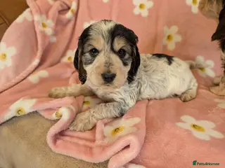 Cockapoo dogs Beautiful Cockapoo puppies (3 available) - Advert 14