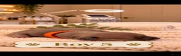 Italian Greyhound dogs for sale: Stunning Italian greyhound puppies  - Advert 6