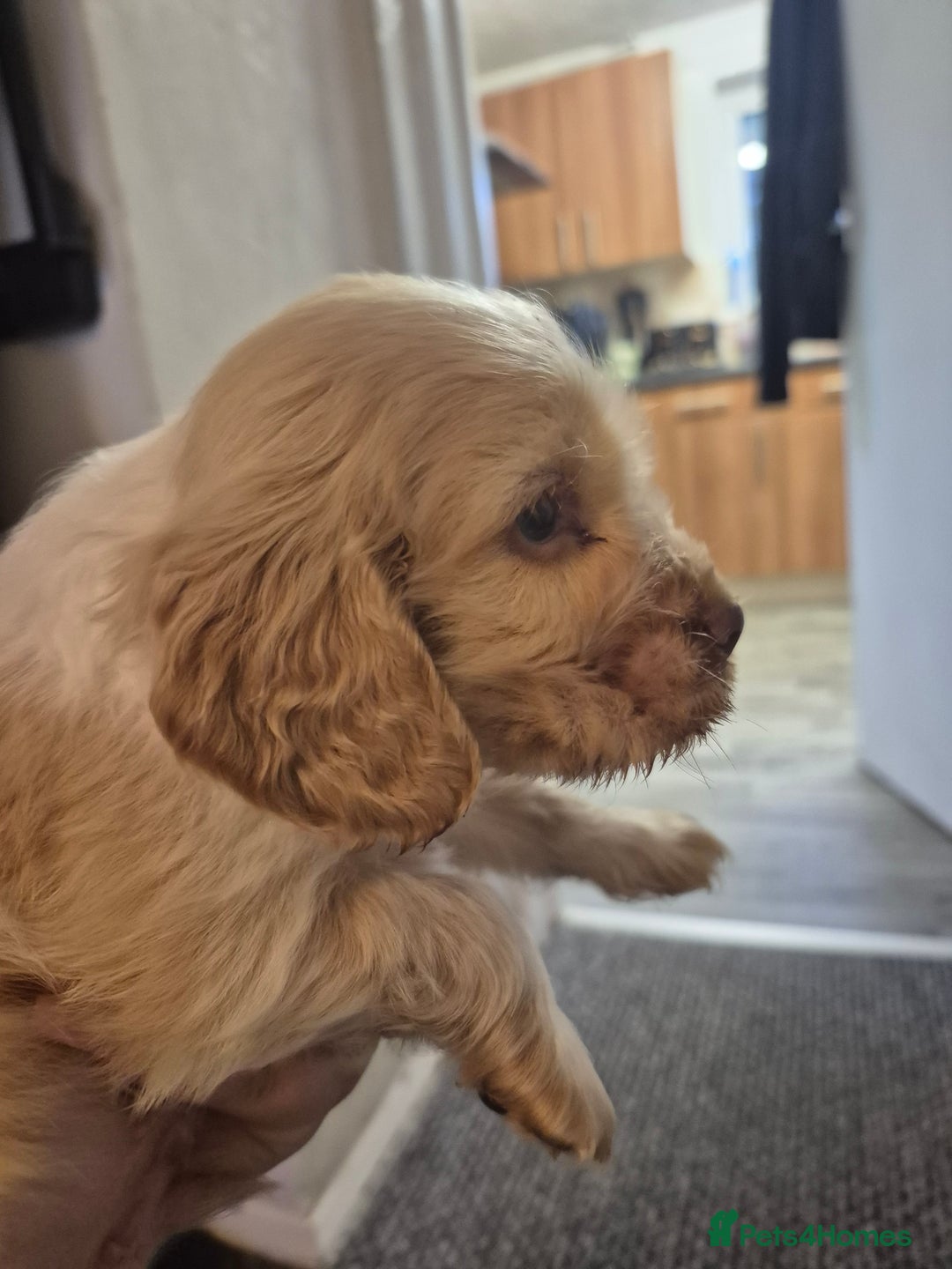Cocker Spaniel dogs for sale: Show Cocker spaniel puppies orange roan - Advert 4