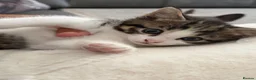 Mixed Breed cats for sale: 2 kittens  - Advert 12