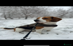 Beagle dogs for stud: Beagle for stud PROVEN in Preston - Image 12