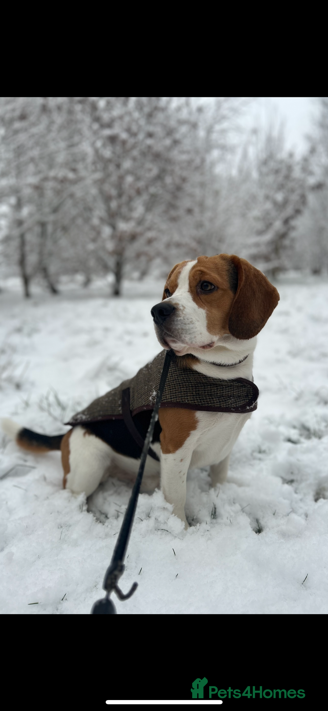 Beagle dogs for stud: Beagle for stud PROVEN in Preston - Image 12