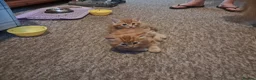Mixed Breed cats for sale: Kittens - Advert 6
