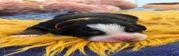 Bernese Mountain Dog dogs for sale: Beautiful Bernese Mountain Dog Puppies in Eye - Advert 2