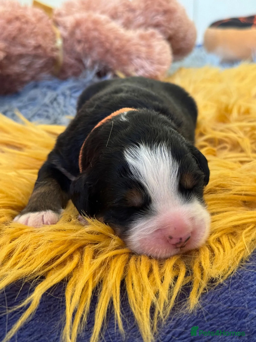 Bernese Mountain Dog dogs for sale: Beautiful Bernese Mountain Dog Puppies in Eye - Advert 2