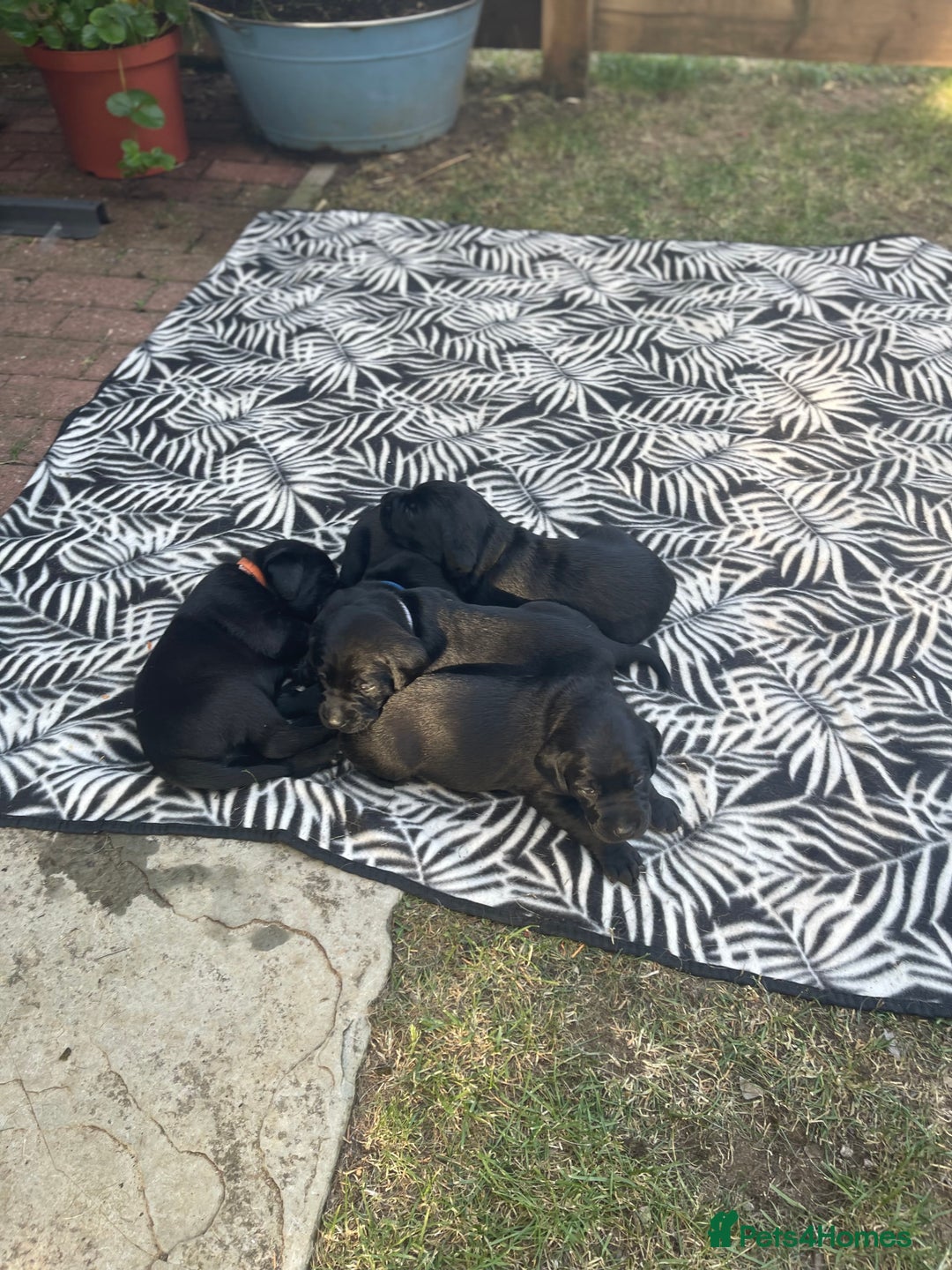 Mixed Breed dogs for sale: river - Image 3