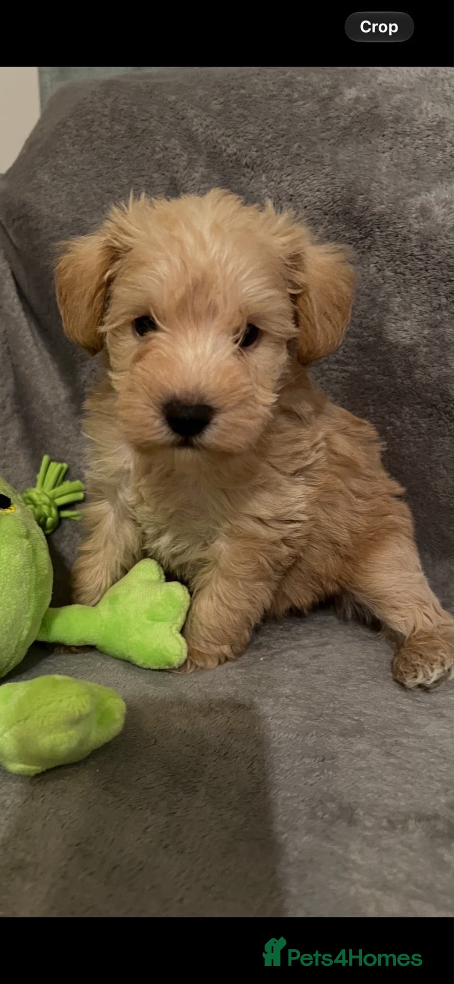Schnoodle dogs for sale: Gorgeous Schnoodle Pups for Sale  - Advert 4