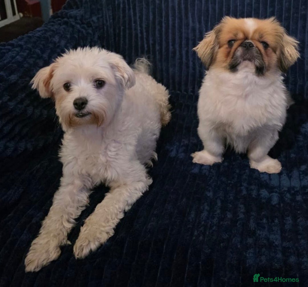 Mixed Breed dogs for sale: Beautiful Maltese x Pekingese Puppies Available - Advert 3