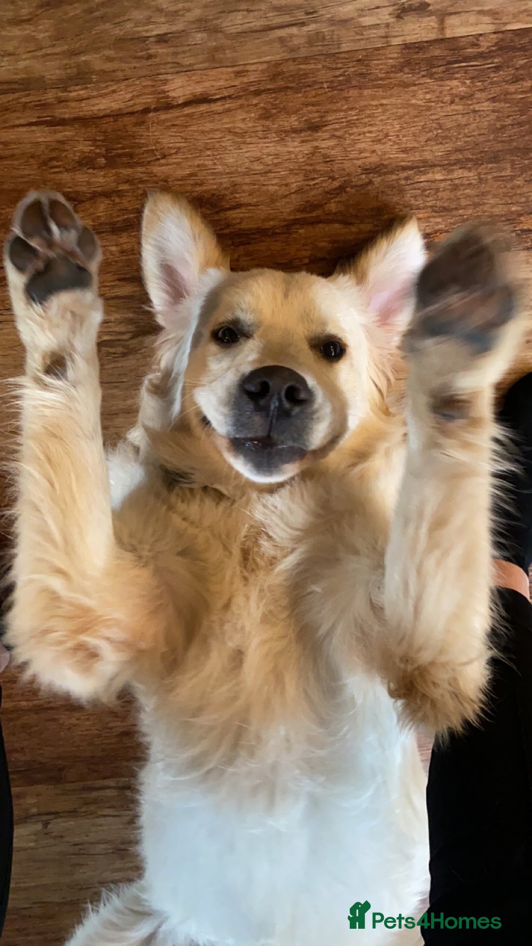 Golden Retriever dogs for stud: Lenny our KC golden retriever ready to stud!  - Advert 7