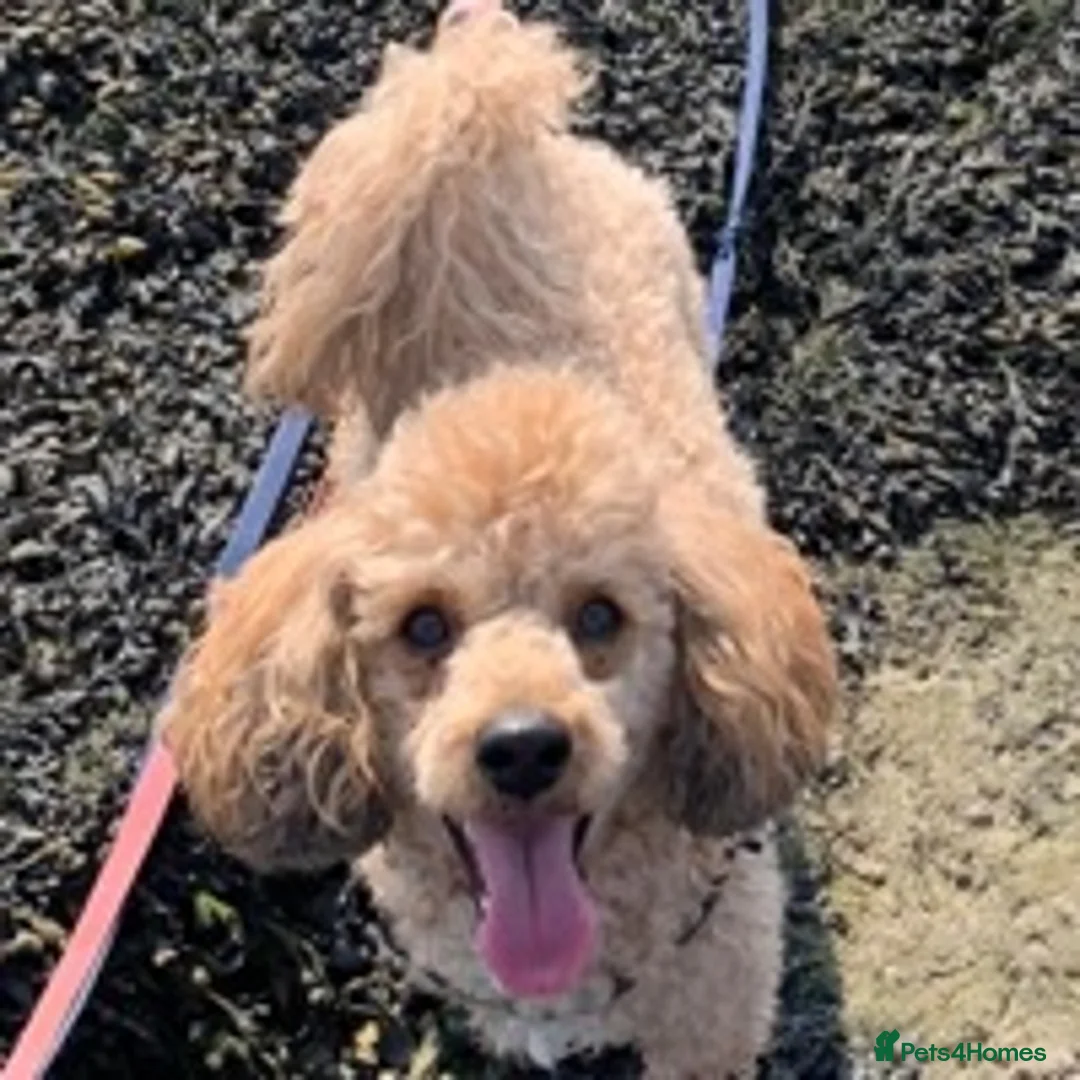 Toy Poodle dogs for stud: 🏆PROVEN🏆sable miniature poodle health tested in Havant - Advert 13