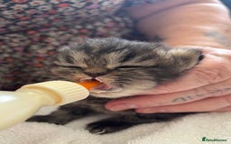 Mixed Breed cats for sale: Beautiful Persian Chinchilla cross kittens  - Image 1