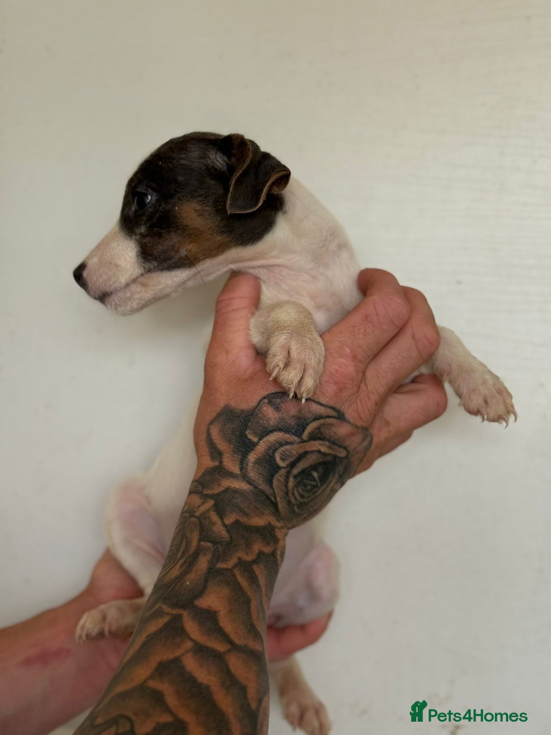 Jack Russell dogs for sale: Jack Russell  - Image 10