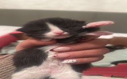 Mixed Breed cats for sale: Kittens for sale - Advert 6