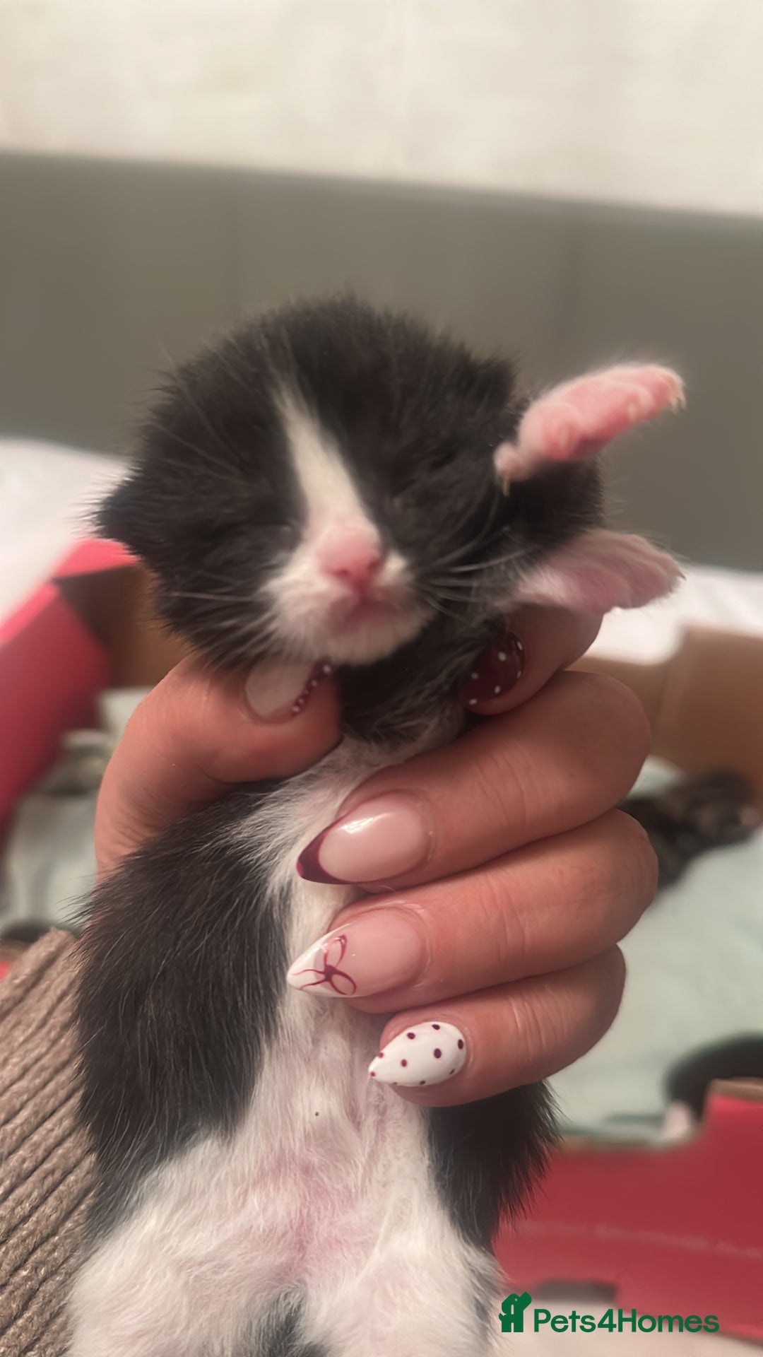 Mixed Breed cats for sale: Kittens for sale - Advert 6