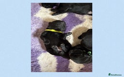 Labrador Retriever dogs for sale: Labrador puppies - Image 6
