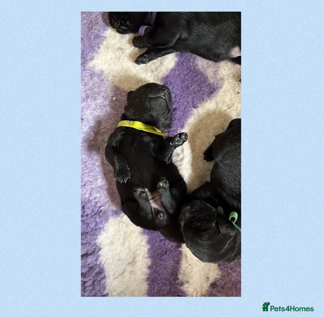 Labrador Retriever dogs for sale: Labrador puppies - Image 6