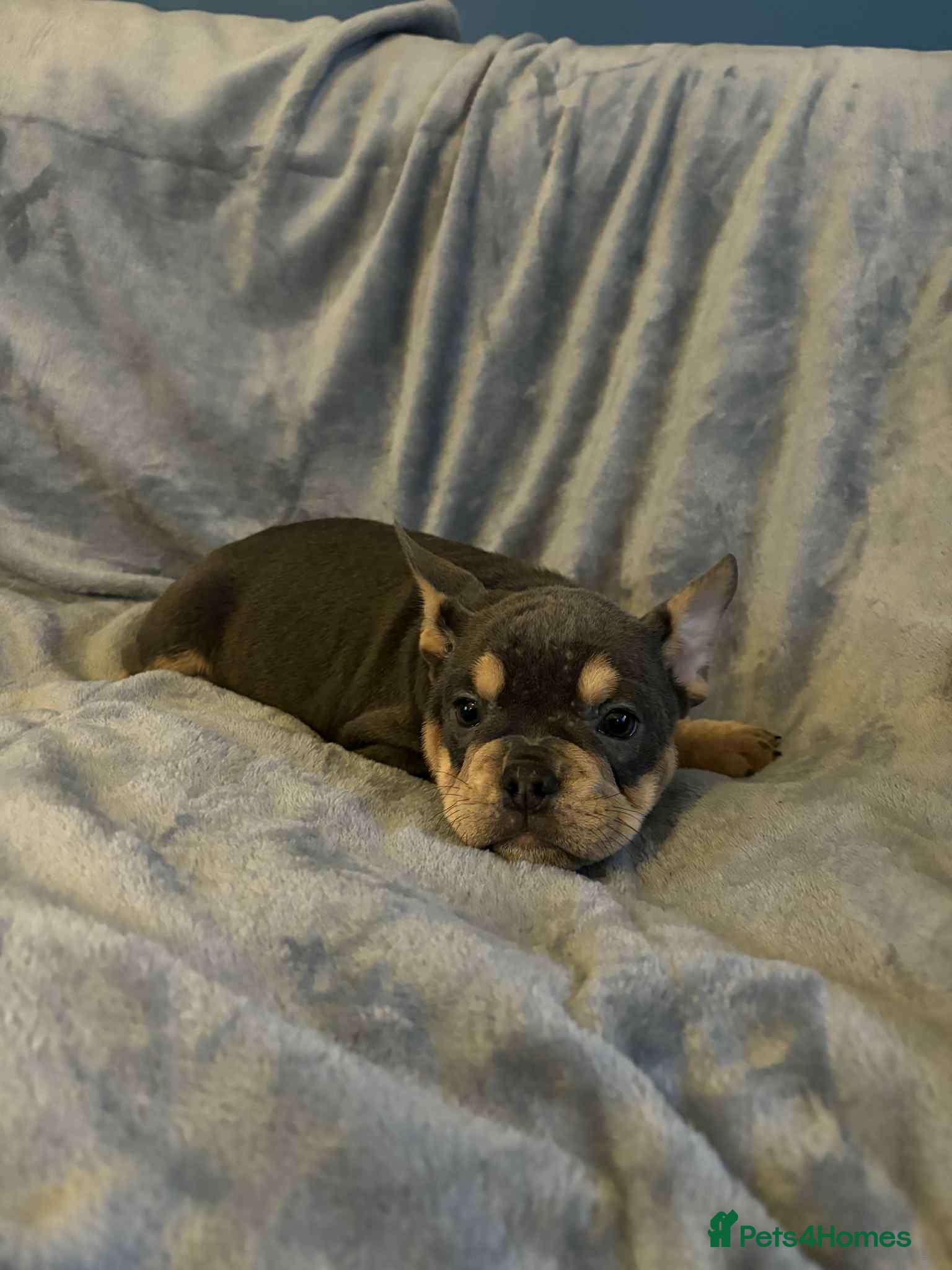 Mixed Breed dogs REDUCED GIRL!! French/English Bulldog Babies - Advert 3