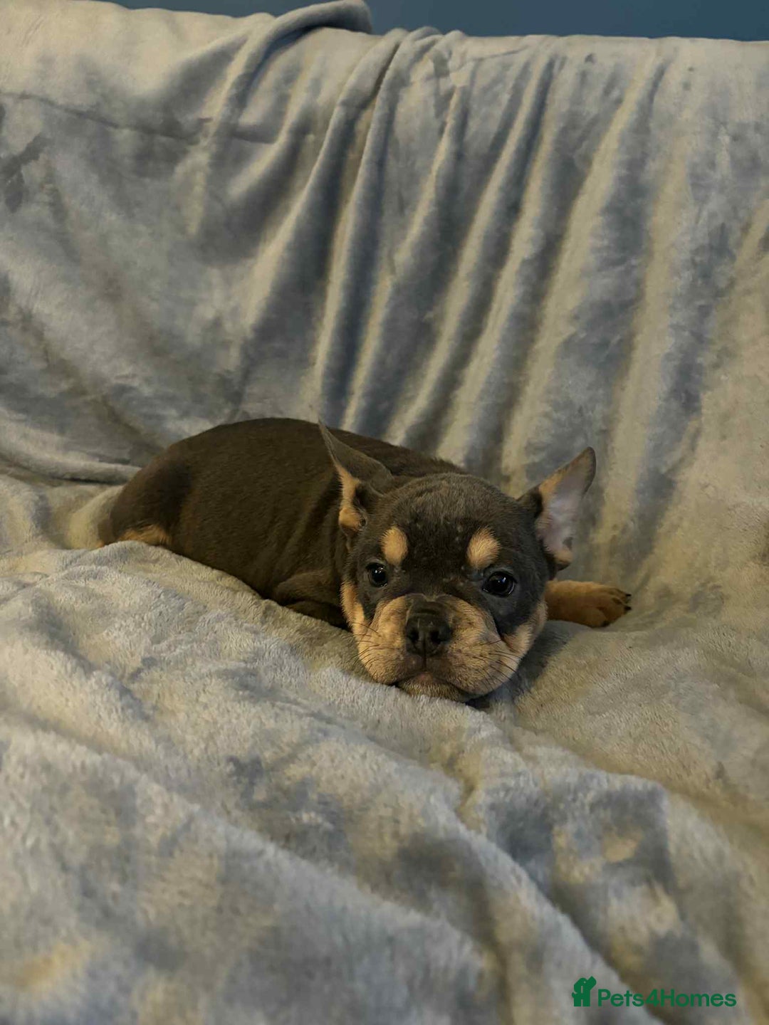 Mixed Breed dogs for sale: REDUCED GIRL!! French/English Bulldog Babies - Advert 2