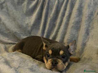 Mixed Breed dogs Waiting list open, due 13th Jan - Advert 9