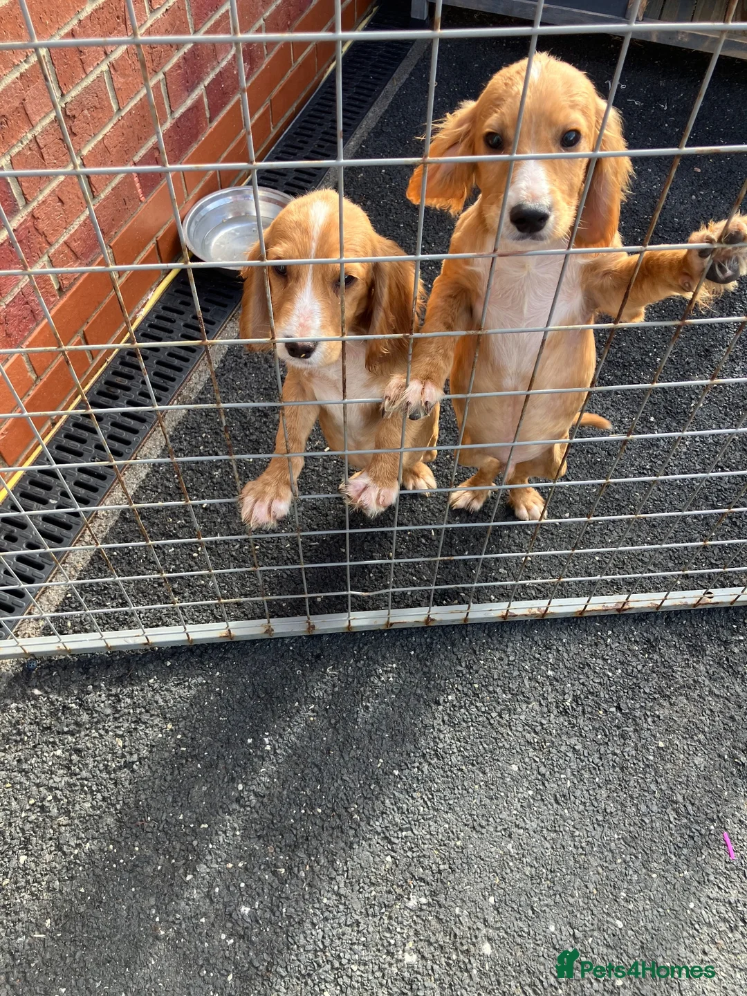 Cocker Spaniel dogs for sale: Cocker spaniel fox, red puppies, - Advert 1