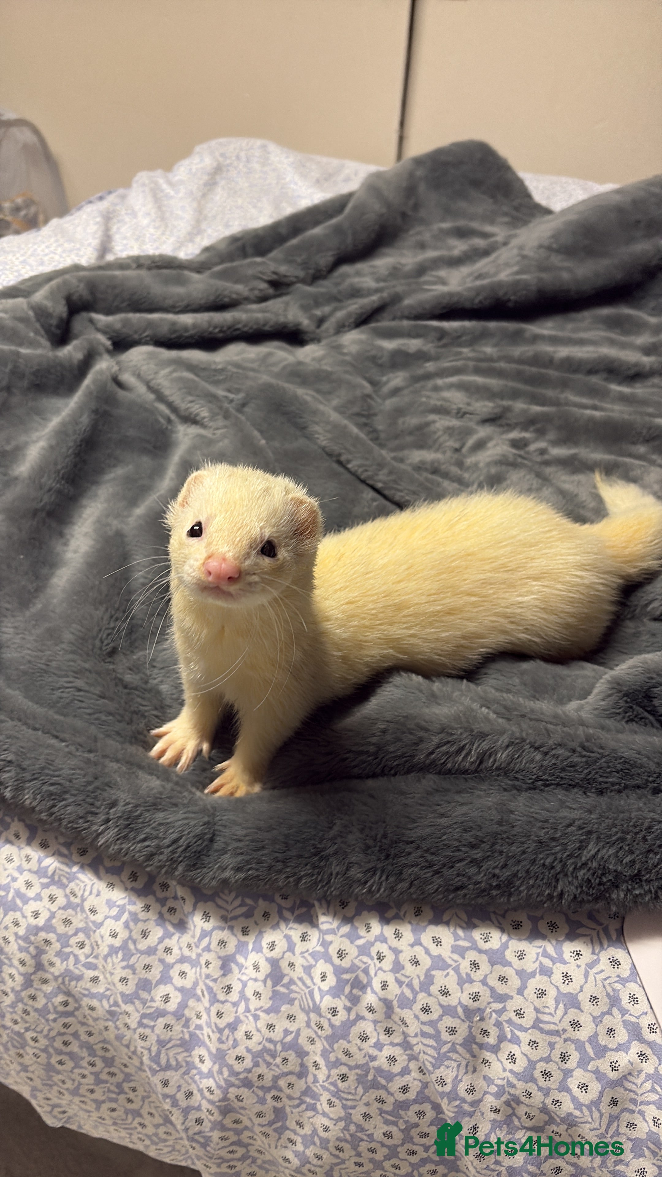 Ferret rodents Make ferret for rehoming  - Advert 4