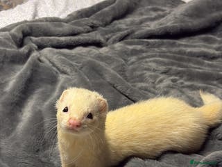 Ferret rodents Make ferret for rehoming - Advert 4