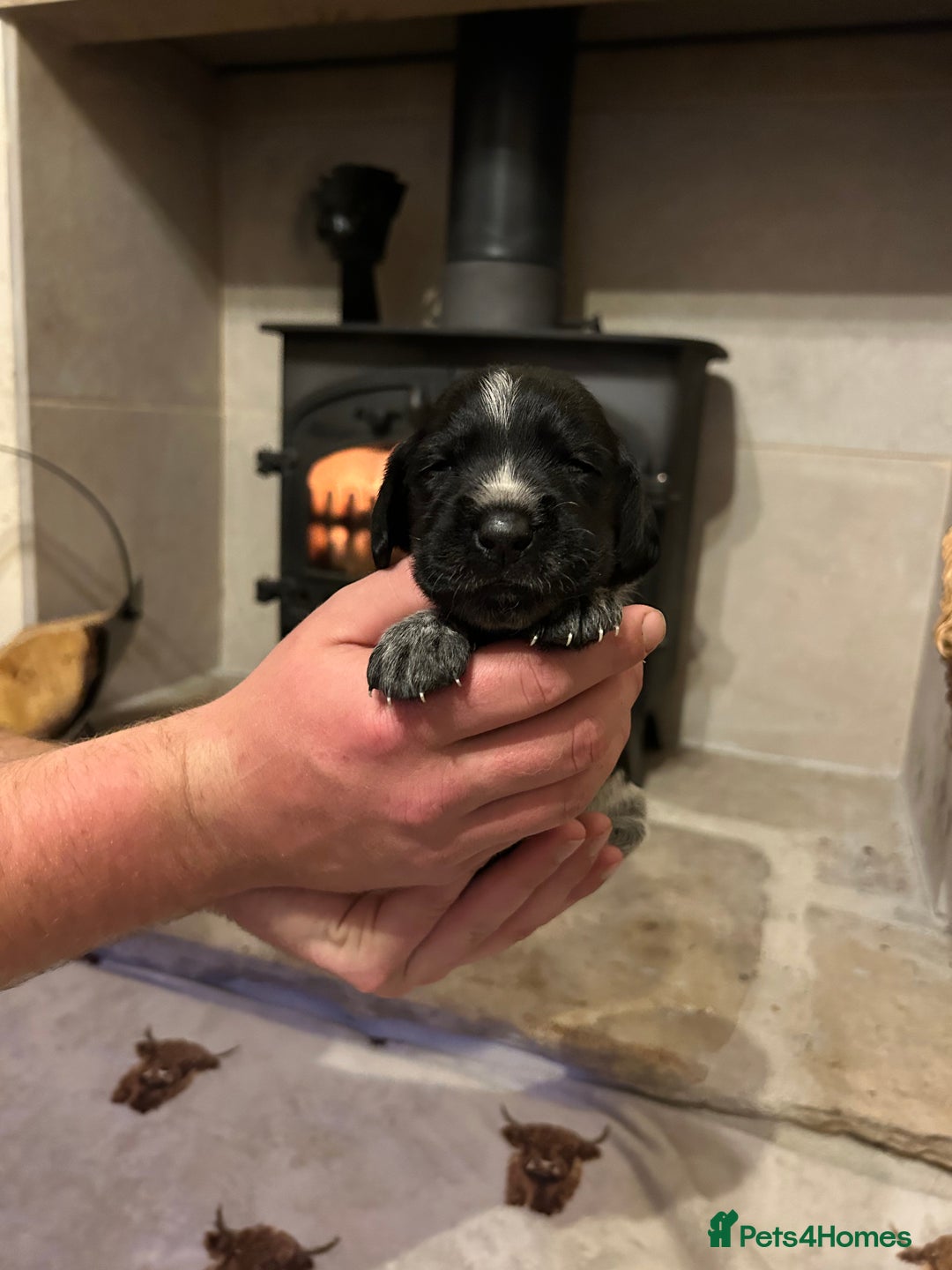Mixed Breed dogs for sale: German wirehaired pointer x German wirehaired/Lab - Image 5