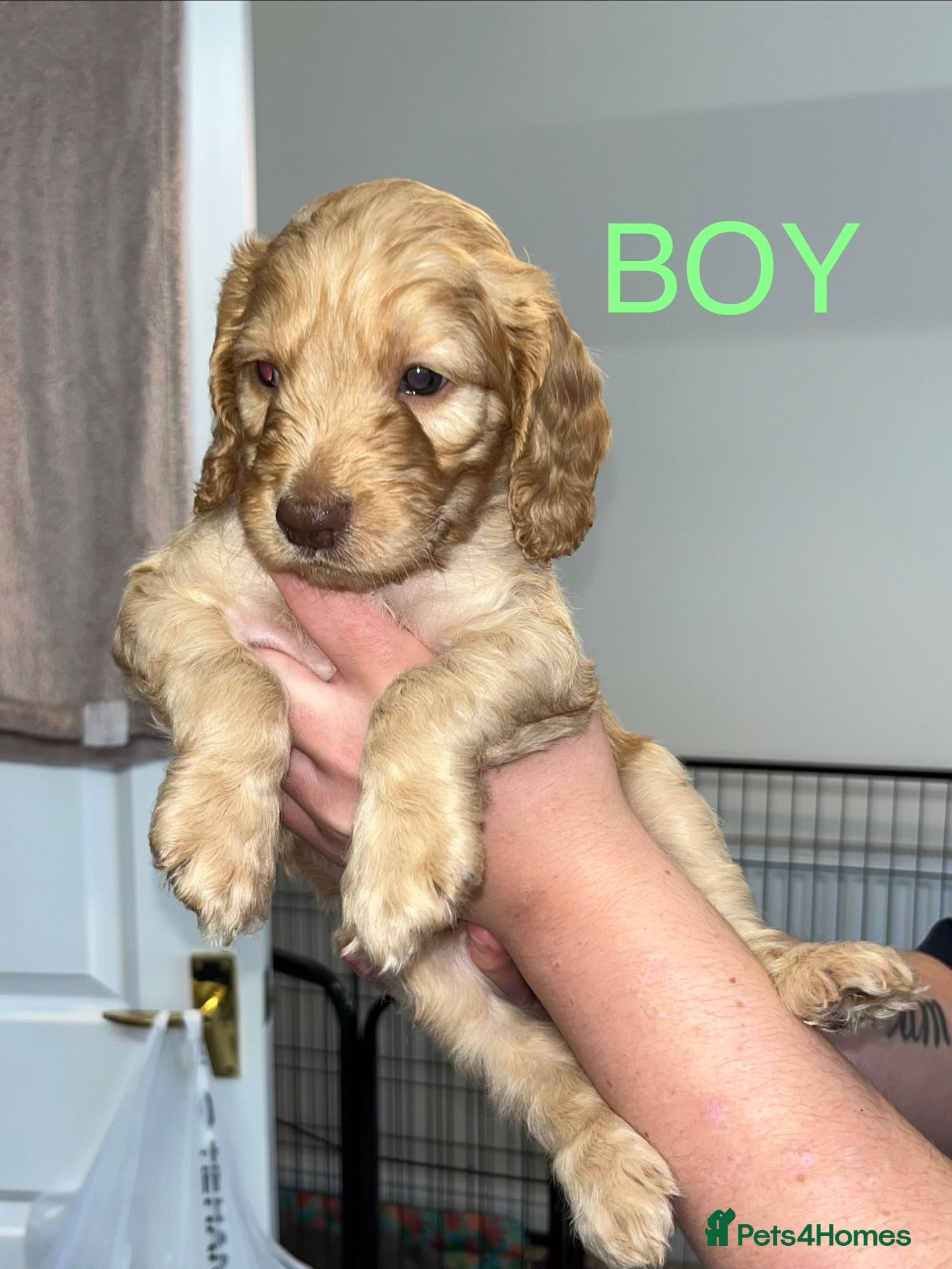 Cockapoo dogs Cockapoos  - Advert 5