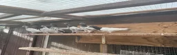 Pigeons birds for sale: Pakistani high flyers for sale  - Advert 3