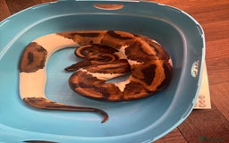 Python Snake reptiles for sale: Ball python for rehoming  - Advert 3