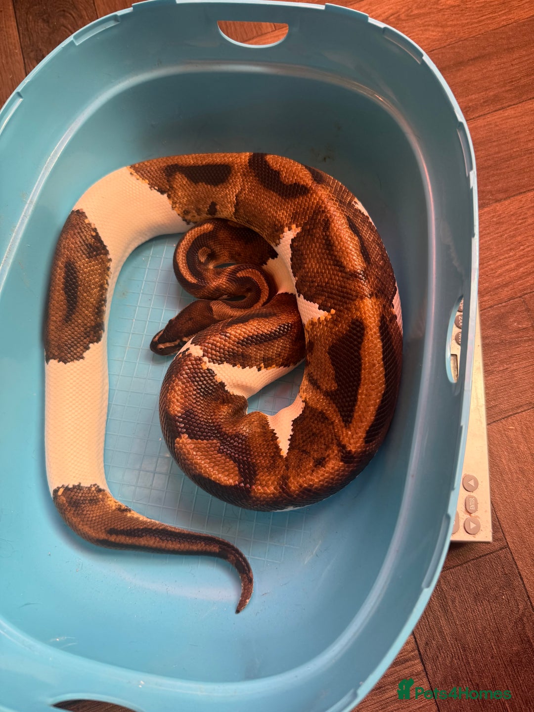 Python Snake reptiles for sale: Ball python for rehoming  - Advert 3