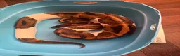 Python Snake reptiles for sale: Ball python for rehoming  - Advert 3