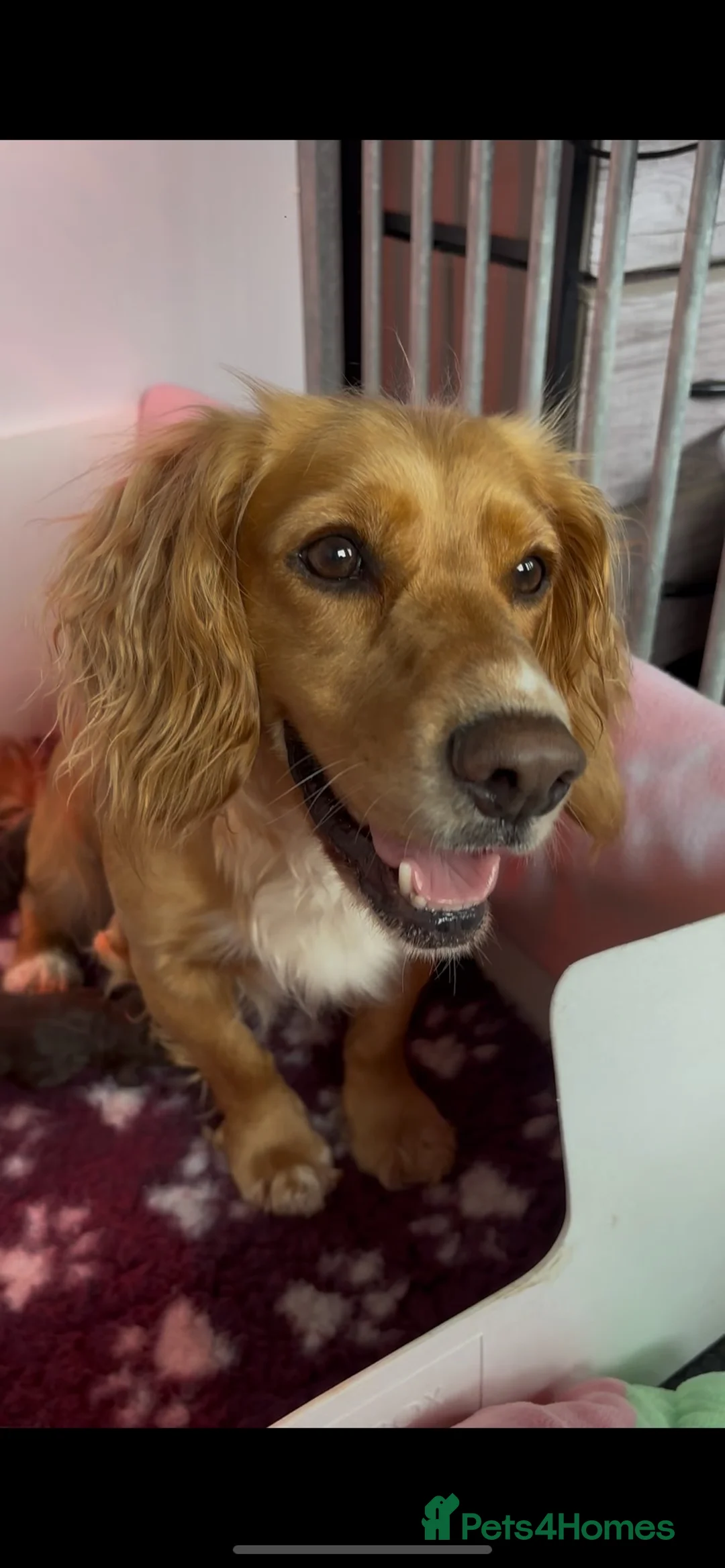 Cocker Spaniel dogs for sale: KC puppies. 1 girl 2 boys - Advert 1