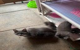 Maine Coon cats for sale: 3 Beautiful Main Coon - Image 8