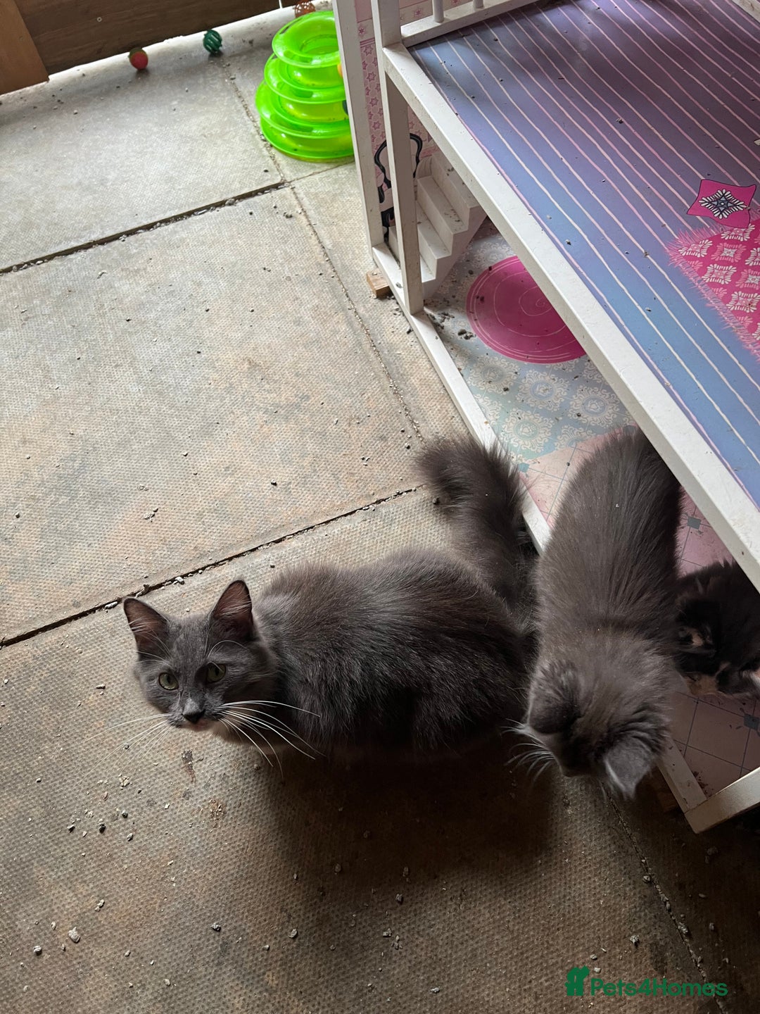 Maine Coon cats for sale: 3 Beautiful Main Coon - Image 8