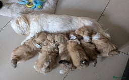 Mixed Breed dogs for sale: Lhasa Apso puppies in Kent - Image 3