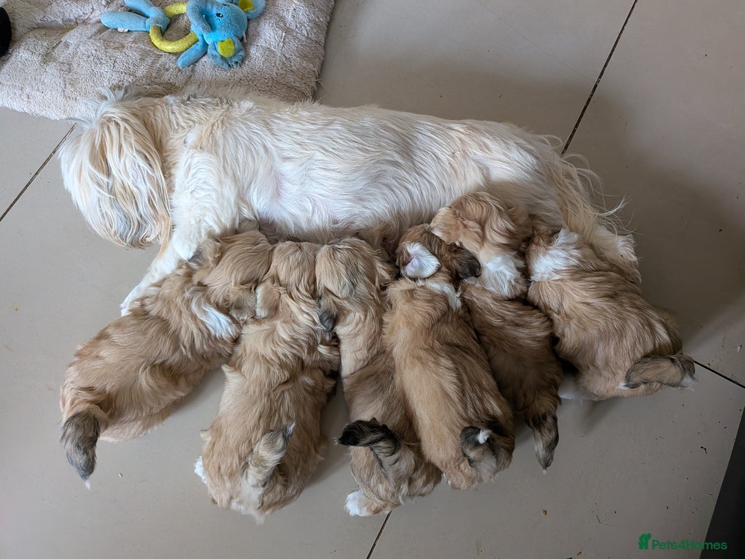 Mixed Breed dogs for sale: Lhasa Apso puppies in Kent - Image 3