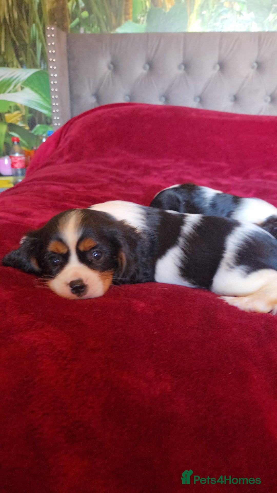 Cavalier King Charles Spaniel dogs for sale: Cavalier King Charles Spaniel Puppies Available - Advert 4