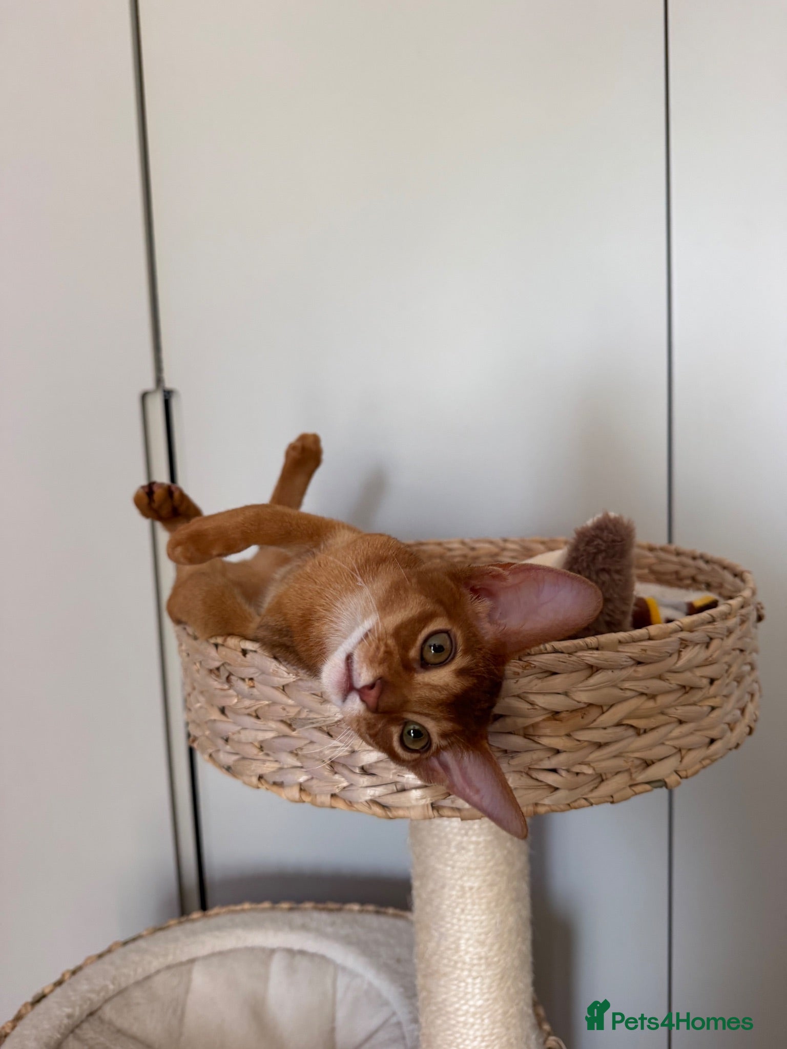 Abyssinian cats Last Girl 🎀 Ready to Go! - Advert 2