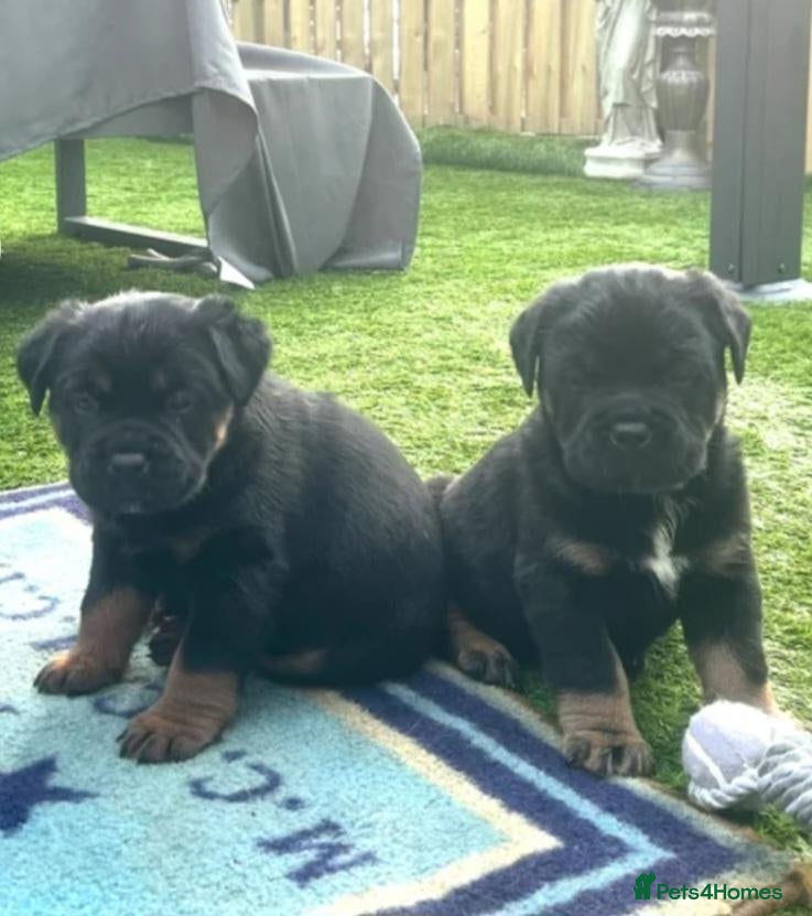 Rottweiler dogs for sale: Last 1 left.. Beautiful Rottweiler Puppys - Advert 4