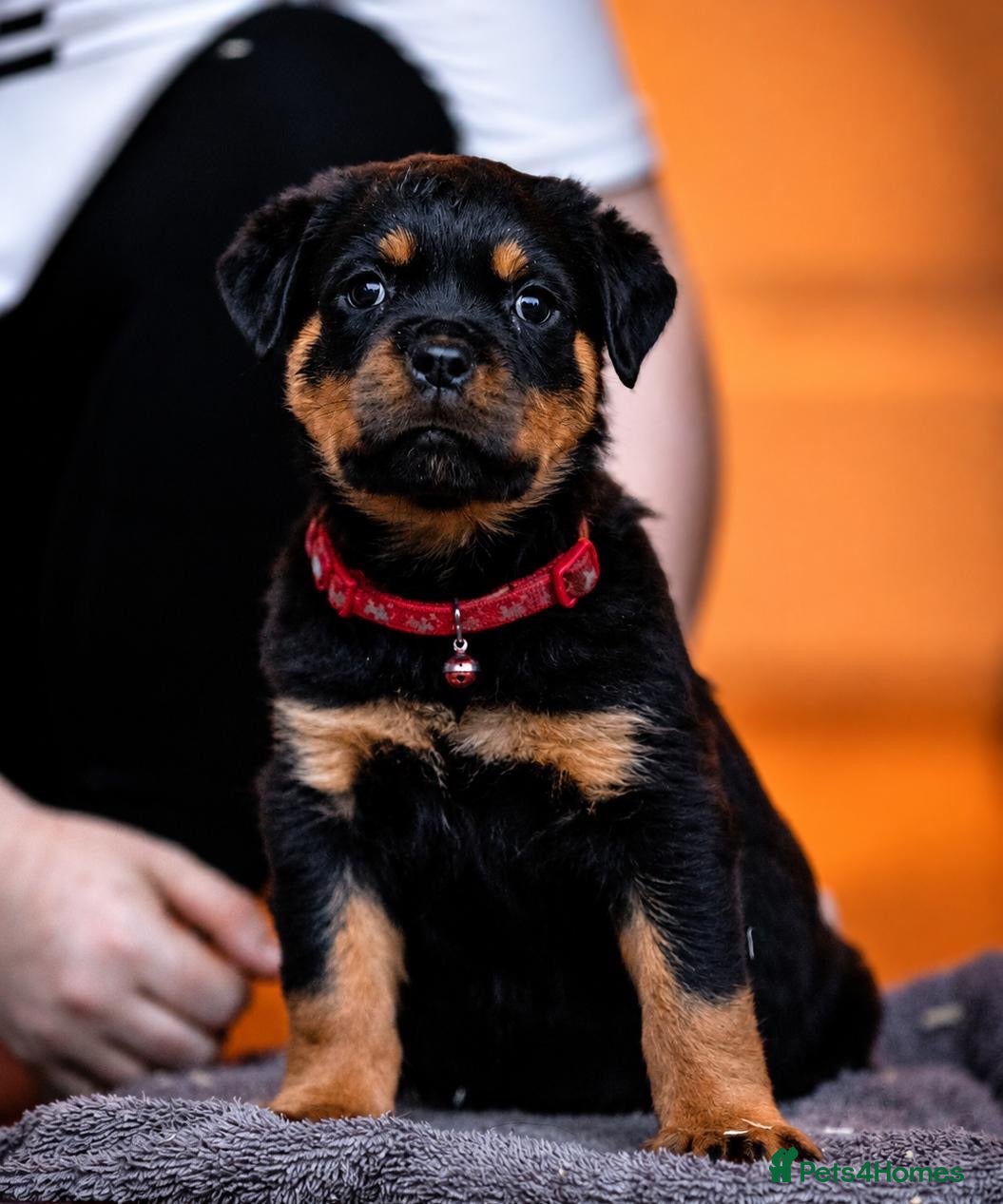 Rottweiler dogs KC reg health tested female Rottweiler puppy - Advert 14