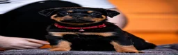 Rottweiler dogs for sale: KC reg health tested female Rottweiler puppy - Advert 1