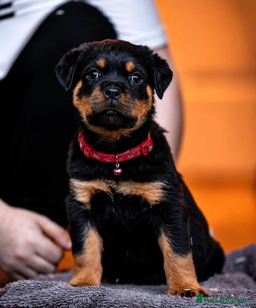 Rottweiler dogs for sale: KC reg health tested female Rottweiler puppy - Advert 1
