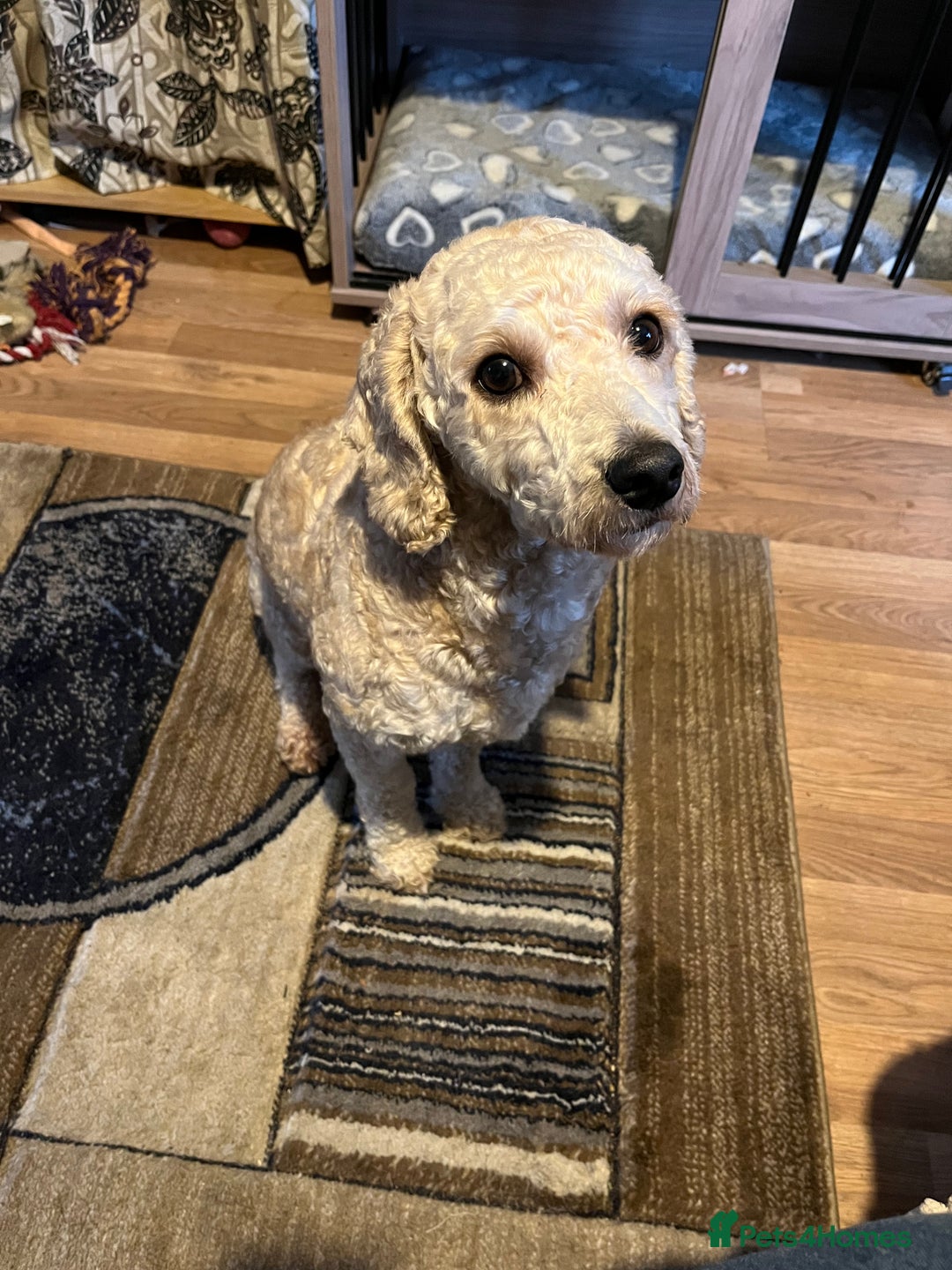 Mixed Breed dogs for sale: Gorgeous, friendly Cavapoochon - Advert 1