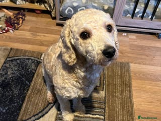 Mixed Breed dogs Gorgeous, friendly Cavapoochon - Advert 1