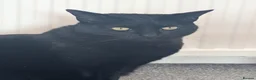 Mixed Breed cats for sale: Female 4yr old black cat - Advert 2
