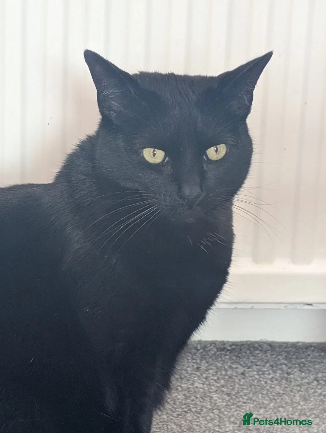 Mixed Breed cats for sale: Female 4yr old black cat - Advert 2