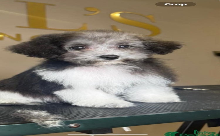 Maltipoo dogs - Advert 1