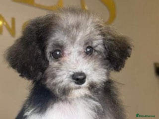 Maltipoo dogs - Advert 5