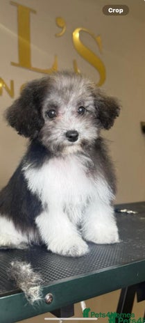 Maltipoo dogs - Advert 1